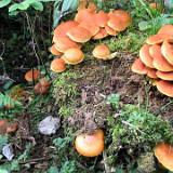 0410W 04 Brilon Wandern